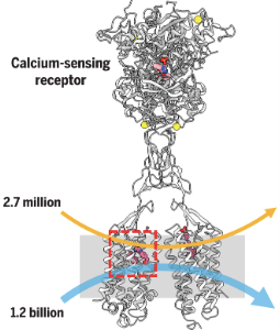 Diagram of calcium-sensing receptor